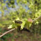 Bessenbandzweefvlieg op Corylopsis