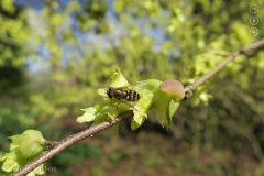 Bessenbandzweefvlieg op Corylopsis