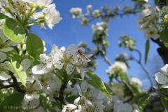 Zweefvlieg op Pyrus