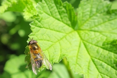 Zweefvlieg op Ribes